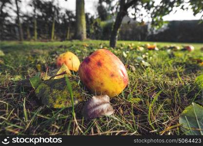 Apples in autumn colors in a garden in the fall with apples on the ground in october in the autumn