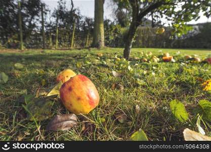 Apples in autumn colors on the ground in a garden in autumn with fallen leaves and apple trees in the fall