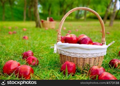 apples in basket on a grass trees field in red color