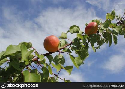 Apples in the Apulian countryside