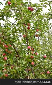 Apples in the garden ripen on autumn day