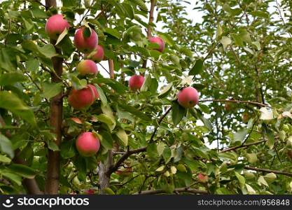 Apples in the garden ripen on autumn day