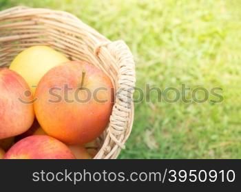 Apples in wicker basket on grass &#xA;