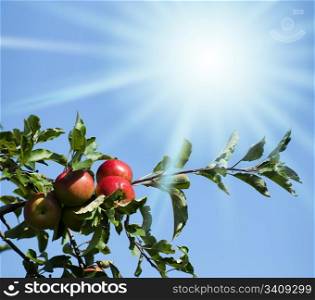 Apples lited by the sun. Sunlight