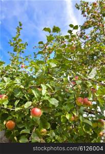 apples on apple-tree branches