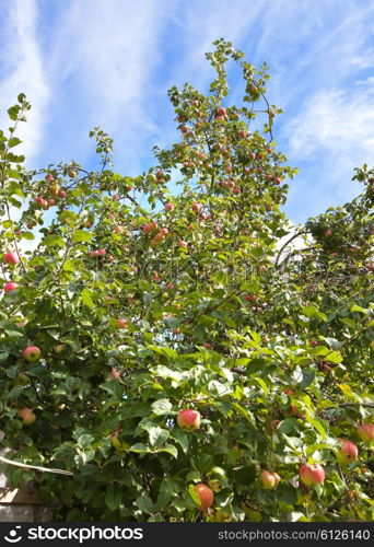 apples on apple-tree branches