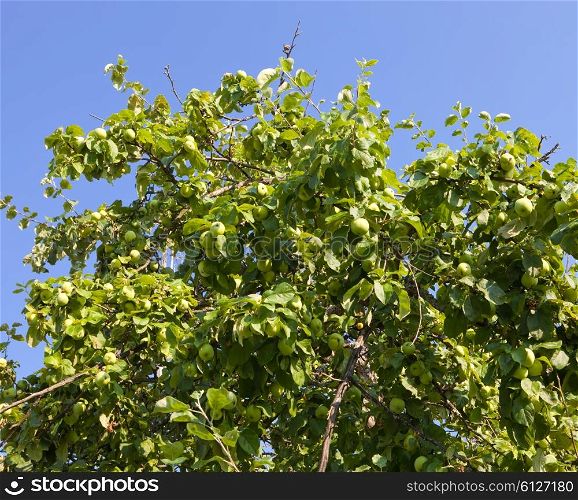 apples on apple tree branches