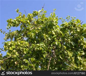 apples on apple tree branches