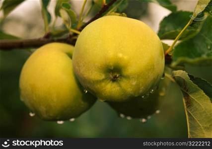 Apples on the Tree