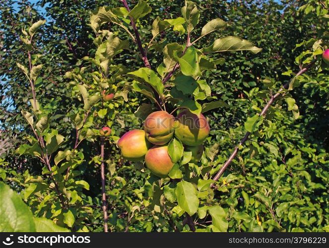 Apples on the tree in the garden