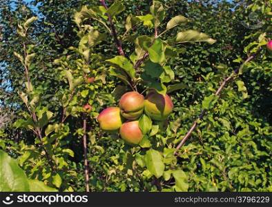 Apples on the tree in the garden