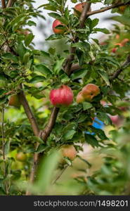 Apples on the tree in the orchard. Young tree. Cultivation of organic fruits.. Apples on the tree in the orchard. Young tree.