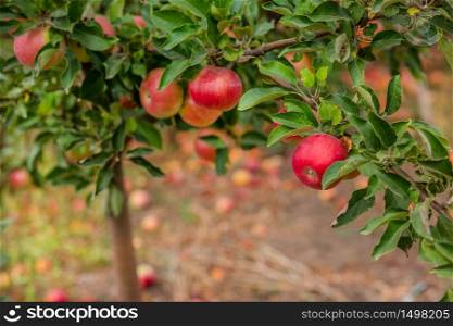 Apples on the tree in the orchard. Young tree. Cultivation of organic fruits.. Apples on the tree in the orchard. Young tree.