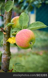 apples on the tree. Organic apples