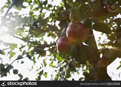 Apples on tree, close-up, lens flare