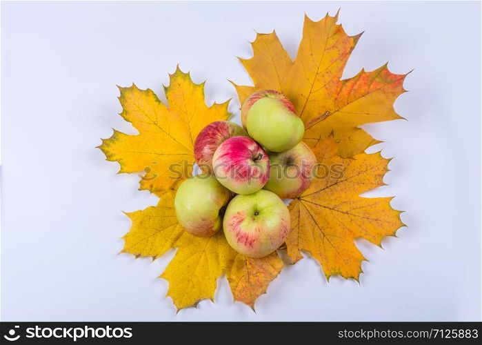apples on yellow leaves, background gray top view. apples on yellow leaves