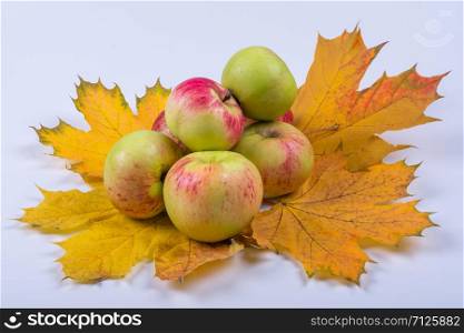 apples on yellow leaves, gray background side view. apples on yellow leaves