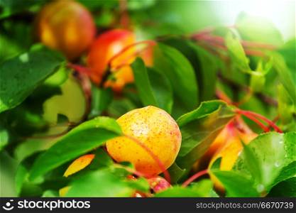 Apricot. A branch with apricots and green leaves in summer garden