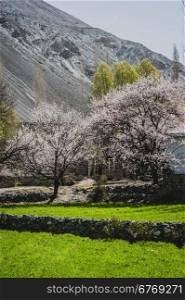 Apricot blossom in Pakistan