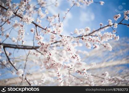 Apricot blossom in Pakistan