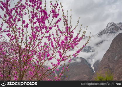 Apricot blossom in Pakistan