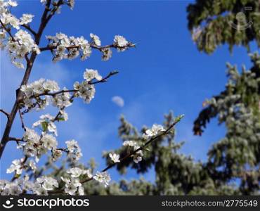 Apricot blossoms on branches surrounding the moon
