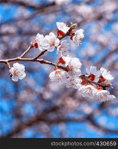 apricot branch with white blooming flowers on a blue background
