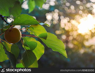 apricot fruit in leaves