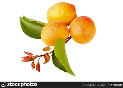 apricot fruits isolated on a white background
