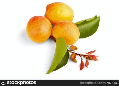 apricot fruits isolated on a white background