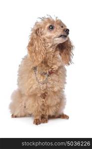 Apricot poodle. Apricot poodle in front of a white background