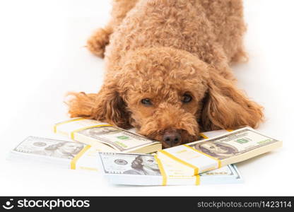 Apricot poodle with moey dollar bills isolated on a white background