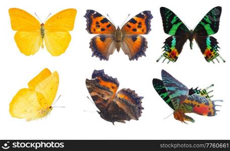apricot sulphur, small tortoiseshell and chrysiridia rhipheus butterflies isolated on white background. apricot sulphur butterfly