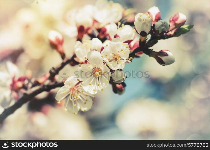Apricot tree flower, retro seasonal backgrounds