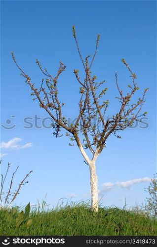 Apricot tree in spring isolated over blue sky