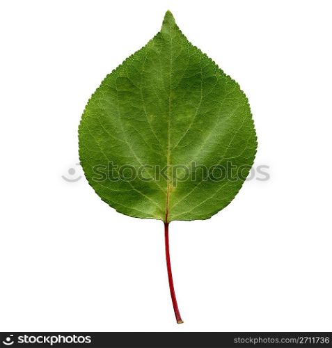 Apricot tree leaf - isolated over white background - front side