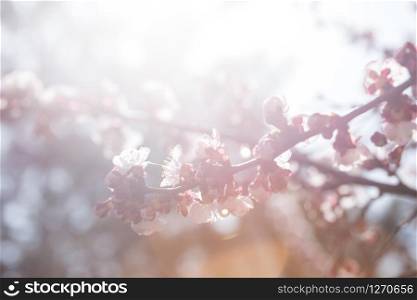 apricot tree with buds and flowers, spring. Abstract floral background