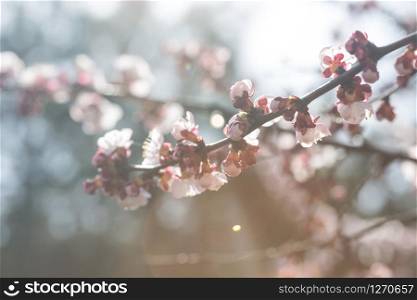apricot tree with buds and flowers, spring. Abstract floral background