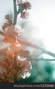 apricot tree with buds and flowers, spring. floral background