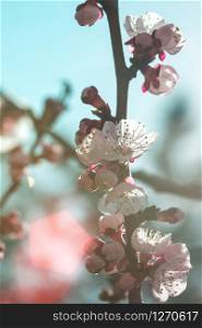 apricot tree with buds and flowers, spring. floral background