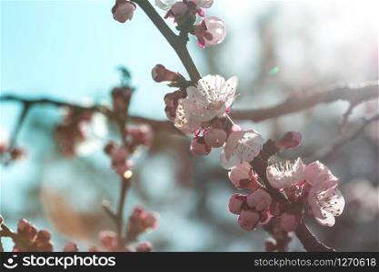 apricot tree with buds and flowers, spring. floral background