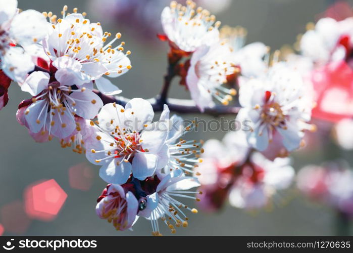 apricot tree with buds and flowers, spring. floral background