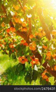 Apricot tree with ripe apricots on a farm south France