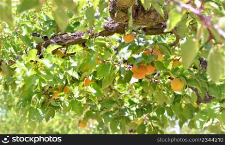apricots growing in the tree among leaves