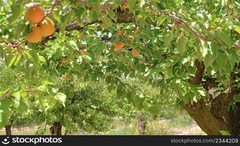 apricots growing in the tree among leaves in an orchard . apricots growing in the tree among leaves in a orchard