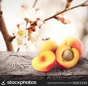 Apricots lie on wooden table against background apricot flowers. Apricots lie on wooden table