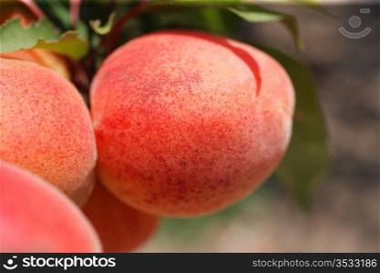 apricots on a tree close up