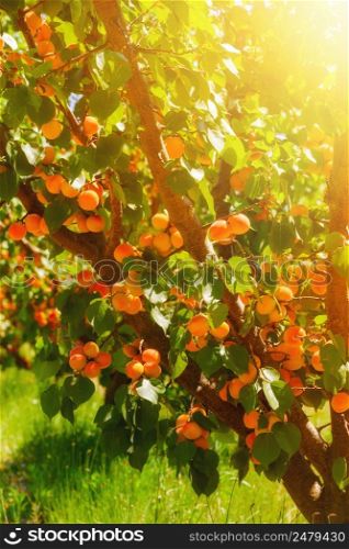 Apricots on tree at agriculural farm south France