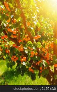 Apricots on tree at agriculural farm south France
