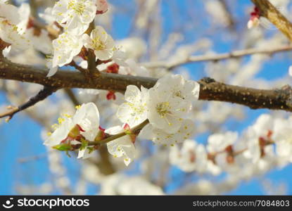 April garden natural tree branch. Spring white blossom. Seasonal blossoming tree springtime. Outdoor bloom closeup.